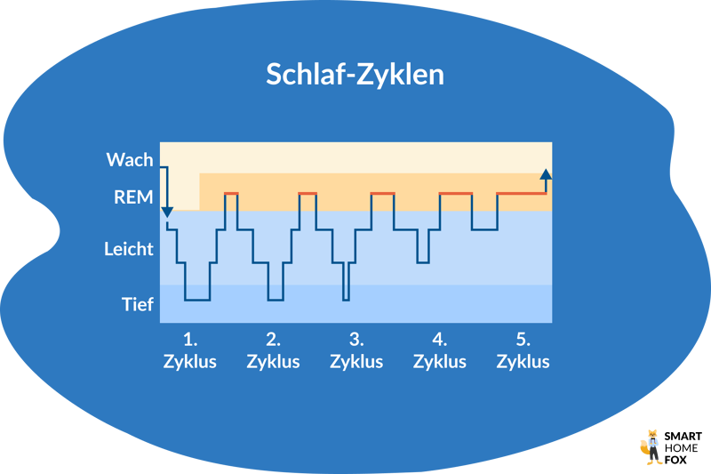 Man sieht eine Grafik mit den verschiedenen Schlafzyklen.